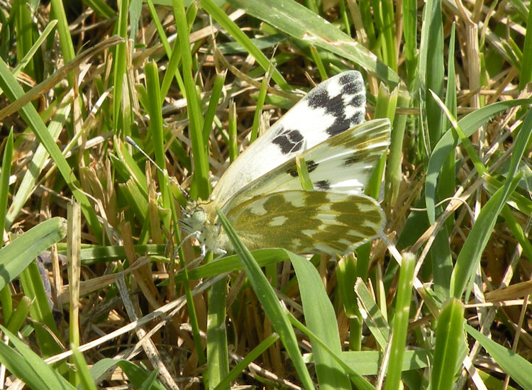 Euchloe simplonia? - Pontia edusa